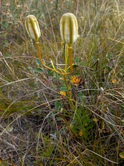 Lilium pumilum