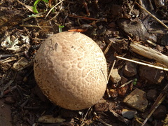 Lycoperdon