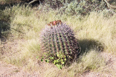 Ferocactus wislizeni
