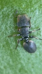 Cephalotes