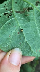 Theridula