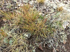 Cleistogenes squarrosa