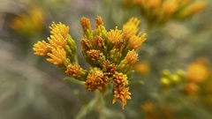 Euthamia occidentalis