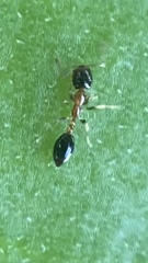 Monomorium floricola