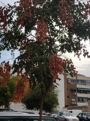 Koelreuteria paniculata