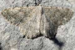 Dicrognophos sartata