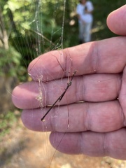 Diapheromera femorata