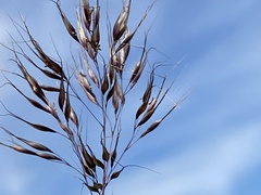 Pentameris curvifolia