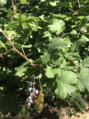 Ribes sanguineum