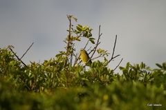 Crithagra sulphurata