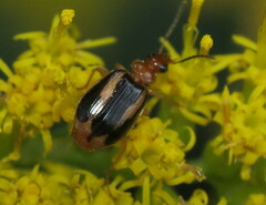 Lebia solea