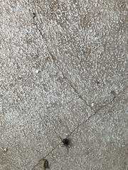 Theridiidae