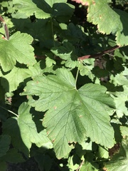 Ribes sanguineum
