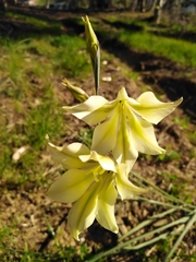 Gladiolus tristis
