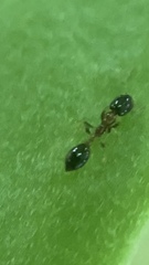 Monomorium floricola