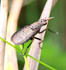 Coremacera marginata
