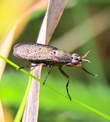 Coremacera marginata