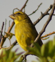 Crithagra sulphurata