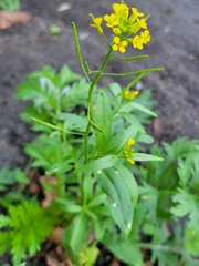 Erysimum cheiranthoides