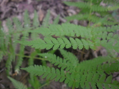 Athyriaceae