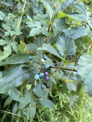 Ampelopsis