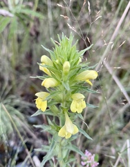 Bellardia viscosa