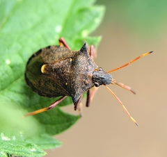 Picromerus bidens