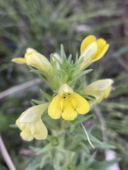 Bellardia viscosa