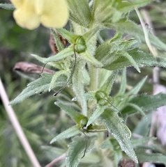 Bellardia viscosa