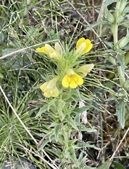 Bellardia viscosa