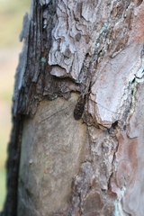 Tipula