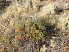 Ericameria laricifolia