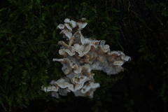 Skeletocutis amorpha