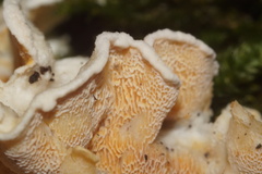 Skeletocutis amorpha