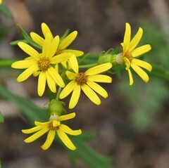 Senecio eremophilus