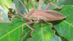 Anoplocnemis