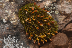 Grimmiaceae