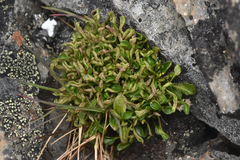 Cardamine bellidifolia