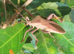 Anoplocnemis