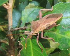 Anoplocnemis
