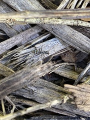 Formica obscuripes