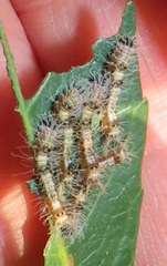 Peratodonta