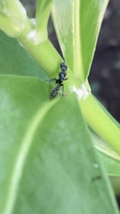 Pseudomyrmex