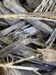Formica obscuripes