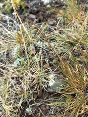 Cleistogenes squarrosa