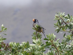 Saltator aurantiirostris