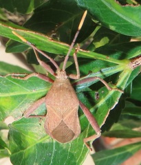 Anoplocnemis