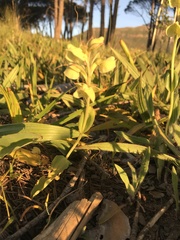 Pterygodium catholicum