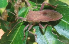 Anoplocnemis