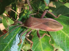 Anoplocnemis